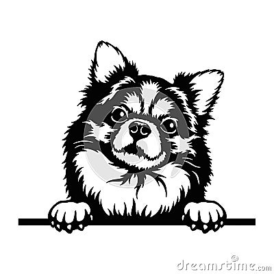 Long-haired Chihuahua Peeking Dog - head isolated on white Vector Illustration