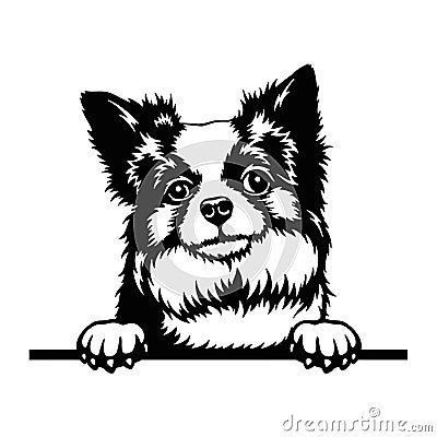 Long-haired Chihuahua Peeking Dog - head isolated on white Vector Illustration