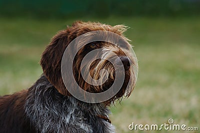 Long haired czech pointer Stock Photo