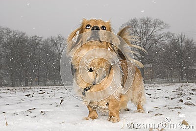 Long-haired dachshund watching snow falling Stock Photo