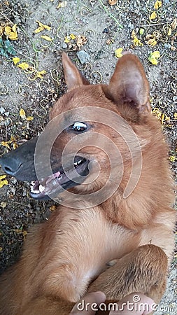 A long-haired domestic dog with a good temperament looks for a favorite toy. Stock Photo