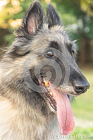 Long-haired fawn Tervuren Belgian Shepherd dog with tongue out Stock Photo