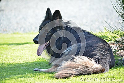 Long haired German Shepard dog Stock Photo