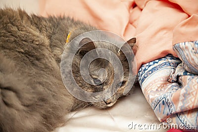 Longhaired Grey Cat Resting Peacefully Stock Photo