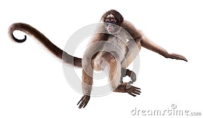 Long-haired spider monkey Stock Photo