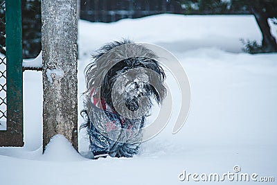 tibetan terrier dog dressed in jacket walking in snowfall weather. Winter walk with puppy Stock Photo