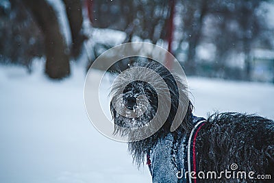 tibetan terrier dog dressed in jacket walking in snowfall weather. Winter walk with puppy Stock Photo