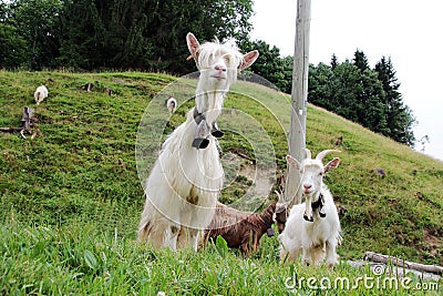 Long-haired white goat Stock Photo