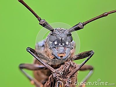 A long horn beetle perched on tree branches Stock Photo