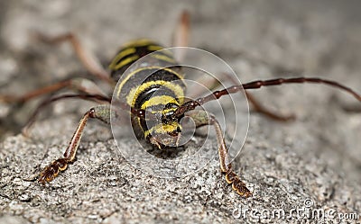 Long horn beetle, Plagionotus detritus Stock Photo