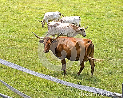 Long Horn Cows Stock Photo