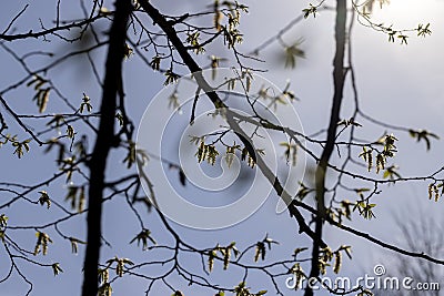 long hornbeam flowers in the spring season Stock Photo