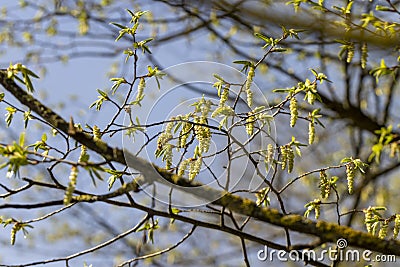 long hornbeam flowers in the spring season Stock Photo