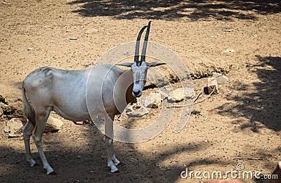 a long-horned cow at the zoo Stock Photo