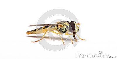 A long hoverfly Sphaerophoria scripta Stock Photo