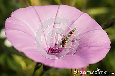 Long Howerfly on Saltmarsh Morning Glory Stock Photo