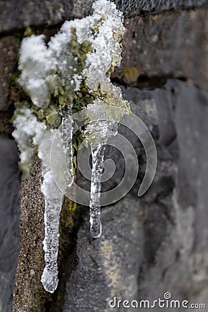 Long icicles hanging at a stone wall from green leaves and dripping water as icicle macro and snowy winter after frosty blizzard Stock Photo