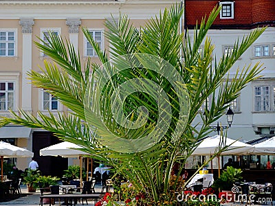 Long leaved potted fresh green palm tree close-up. restaurant terrace in urban setting background Editorial Stock Photo