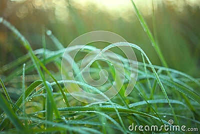 Long leaves of grass growing in a meadow covered with morning dew drops with beautiful bokeh Stock Photo