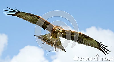 A long-legged buzzard Stock Photo