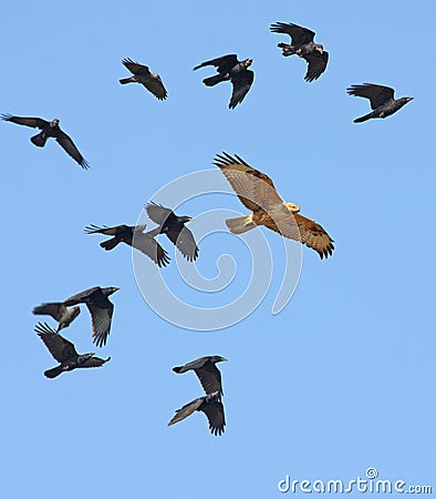 Long-legged buzzard ( buteo rufinus ) Stock Photo