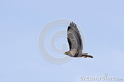 Long legged Buzzard (buteo rufinus) Stock Photo