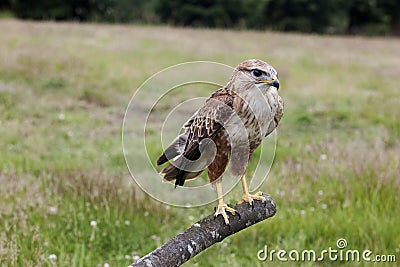 Long-Legged Buzzard, buteo rufinus, Adult standing on Post Stock Photo