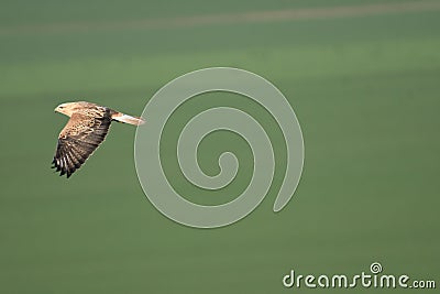 Long-legged Buzzard Buteo rufinus Stock Photo