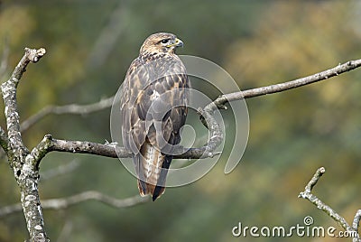 Long-legged buzzard, Buteo rufinus Stock Photo