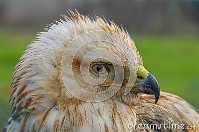 Long-legged Buzzard (Buteo rufinus) Stock Photo