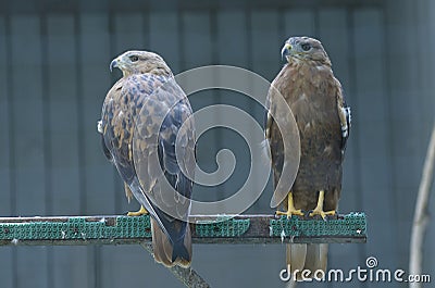 Long-legged buzzards, Buteo Rufinus, sitting on a nest in an aviary of a zoo Stock Photo