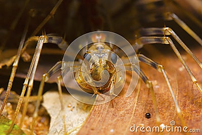 Long legged centipede, Scutigera coleoptrata. Pondicherry, Tamil Nadu Stock Photo