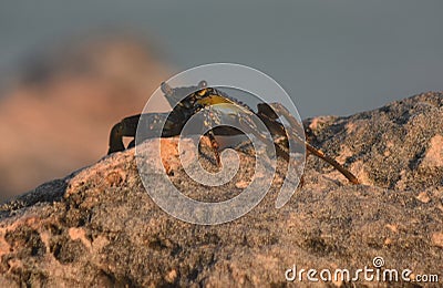 Long Legs on a Live Ocean Crab on Rocks Stock Photo