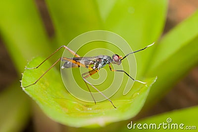 Long-legged flies that can be found in all areas of Thailand breed quickly because they do not choose the breeding season Stock Photo