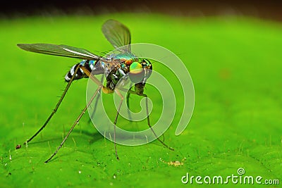 Long-legged fly in the rainforest Stock Photo