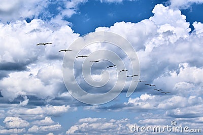 Long Line of Birds Flying in the Big Blue Sky and White Clouds Stock Photo
