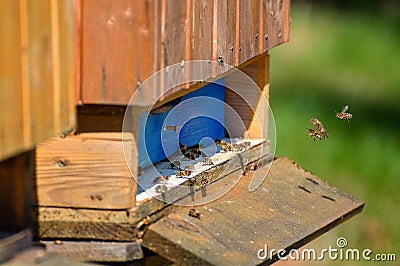 Bee hives Stock Photo