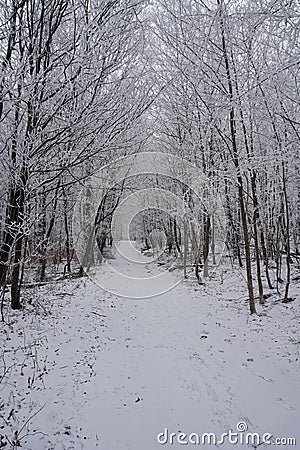 Winter woods road with snow covered branches Stock Photo