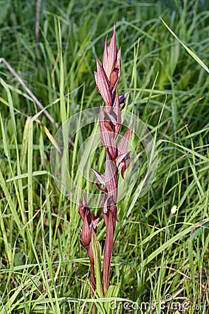 Long-lipped or Ploughshare Serapias Orchid Stock Photo