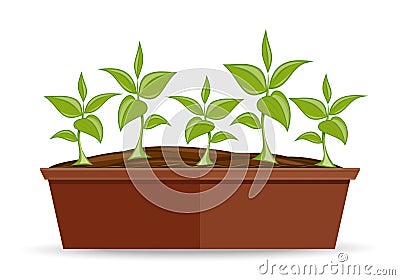 Long low flower pot with young green plants Vector Illustration