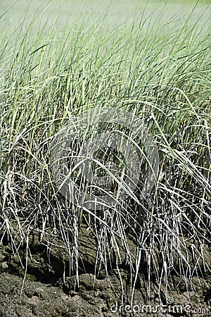Long Lush Green Grass Growing in a Field Stock Photo
