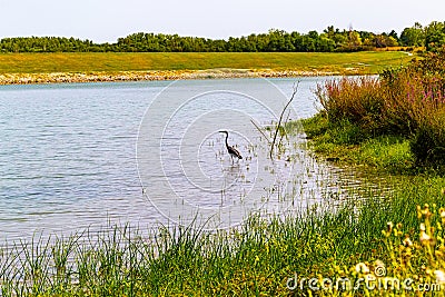 Long neck generic bird on the lake Stock Photo