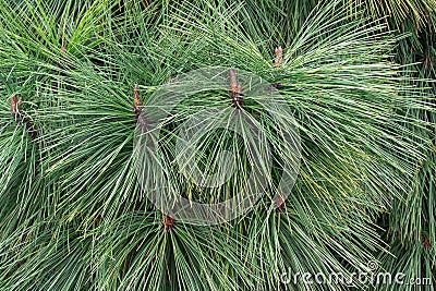 Long needles of pine jeffreyi joppi and branches of evergreen plants. Stock Photo