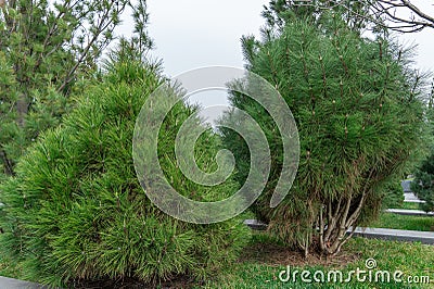 Long needles of pine jeffreyi joppi and branches of evergreen plants. Stock Photo