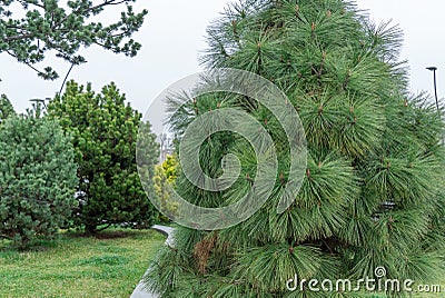 Long needles of pine jeffreyi joppi and branches of evergreen plants. Stock Photo