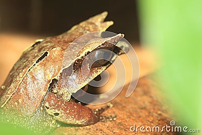 Long-nosed horned frog Stock Photo