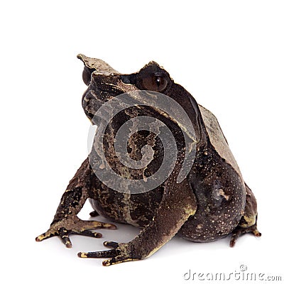 The long-nosed horned frog on white Stock Photo