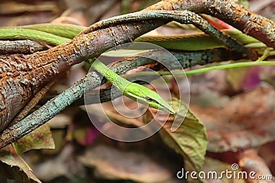 Long-nosed whip snake or green vine snake Stock Photo