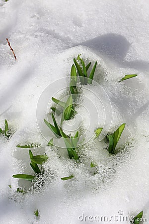 Long out of grass from the snow Stock Photo