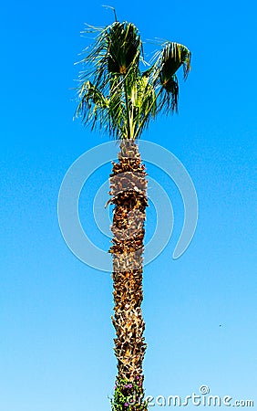 A long Palm with different natural colors Stock Photo